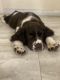 English Springer Spaniel Puppies for sale in Hatfield, PA 19440, USA. price: $500