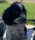 English Springer Spaniel Puppies for sale in Nampa, ID, USA. price: $800