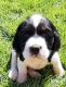 English Springer Spaniel Puppies for sale in Artois, CA 95913, USA. price: NA