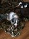 English Springer Spaniel Puppies for sale in Mont Alto, PA, USA. price: $700