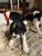 English Springer Spaniel Puppies for sale in Placerville, CA 95667, USA. price: $700