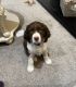 English Springer Spaniel Puppies for sale in Chino Hills, CA, USA. price: NA