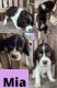 English Springer Spaniel Puppies for sale in Norwood, LA 70761, USA. price: $1,200
