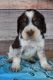 English Springer Spaniel Puppies for sale in North Monmouth, Monmouth, ME 04265, USA. price: $1,300