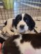 English Springer Spaniel Puppies for sale in Weatherford, TX 76086, USA. price: NA