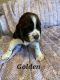 English Springer Spaniel Puppies for sale in Colorado Springs, CO, USA. price: $800