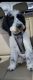 English Springer Spaniel Puppies for sale in Haymarket, VA 20169, USA. price: $500