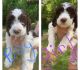 English Springer Spaniel Puppies for sale in Lavonia, GA 30553, USA. price: $1,000