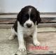 English Springer Spaniel Puppies for sale in Cookeville, TN, USA. price: $400