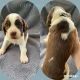 English Springer Spaniel Puppies for sale in Ehrhardt, SC 29081, USA. price: $850