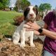 English Springer Spaniel Puppies for sale in Windsor, PA 17366, USA. price: $1,000
