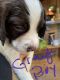 English Springer Spaniel Puppies for sale in North East, MD 21901, USA. price: $800