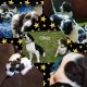 English Springer Spaniel Puppies for sale in Atwater, OH 44201, USA. price: NA