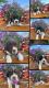 English Springer Spaniel Puppies for sale in Wauseon, OH 43567, USA. price: NA