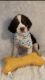 English Springer Spaniel Puppies for sale in Manning, SC 29102, USA. price: $800
