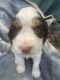 English Springer Spaniel Puppies for sale in Decatur, IN 46733, USA. price: NA