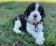 English Springer Spaniel Puppies for sale in Denver, NC, USA. price: $800