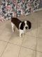 English Springer Spaniel Puppies for sale in Leesburg, FL, USA. price: $500