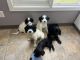 English Springer Spaniel Puppies for sale in Finlayson, MN 55735, USA. price: NA