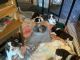 English Springer Spaniel Puppies for sale in Coldspring, TX 77331, USA. price: NA