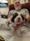 English Springer Spaniel Puppies for sale in Cross, SC 29436, USA. price: NA