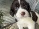 English Springer Spaniel Puppies for sale in Nampa, ID, USA. price: $850