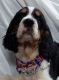 English Springer Spaniel Puppies for sale in Nathalie, VA 24577, USA. price: $950