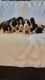 English Springer Spaniel Puppies for sale in 985 Madola Rd, Epworth, GA 30541, USA. price: $1,300