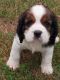 English Springer Spaniel Puppies for sale in Vernon, IL 62892, USA. price: NA