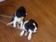 English Springer Spaniel Puppies for sale in West Liberty, KY 41472, USA. price: $400