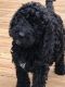English Springer Spaniel Puppies for sale in Winder, GA 30680, USA. price: $1,250