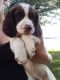 English Springer Spaniel Puppies for sale in Ashby, MN 56309, USA. price: NA