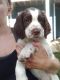 English Springer Spaniel Puppies for sale in Ashby, MN 56309, USA. price: $800
