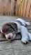 English Springer Spaniel Puppies for sale in Vancouver, WA, USA. price: $950