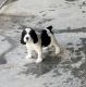 English Springer Spaniel Puppies for sale in Onalaska, TX 77360, USA. price: NA