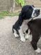 English Springer Spaniel Puppies for sale in Bloomer, WI 54724, USA. price: NA