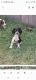 English Springer Spaniel Puppies for sale in Marlow, OK 73055, USA. price: $1,400