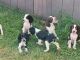 English Springer Spaniel Puppies