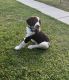 English Springer Spaniel Puppies for sale in Middle River, MD 21220, USA. price: $1,300