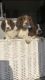 English Springer Spaniel Puppies for sale in Oregon City, OR 97045, USA. price: $500