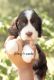 English Springer Spaniel Puppies for sale in Crowley, TX 76036, USA. price: $2,200