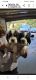English Springer Spaniel Puppies for sale in Blaine, WA, USA. price: $9,001,000