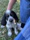 English Springer Spaniel Puppies for sale in Lake Wales, FL 33898, USA. price: $1,500