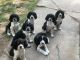 English Springer Spaniel Puppies for sale in Yakima, WA, USA. price: $700