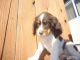 English Springer Spaniel Puppies for sale in Medford, OR, USA. price: $500