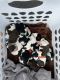 English Springer Spaniel Puppies for sale in San Angelo, TX 76903, USA. price: $700