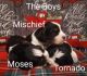 English Springer Spaniel Puppies for sale in Pembine, WI 54156, USA. price: $500