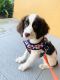 English Springer Spaniel Puppies for sale in LaBelle, FL 33935, USA. price: NA