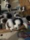 English Springer Spaniel Puppies for sale in Chapel Hill, NC, USA. price: NA