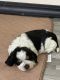 English Springer Spaniel Puppies for sale in Bemidji, MN 56601, USA. price: NA